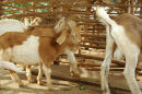 Goats form part of the nutrition program, Ibulanku, Uganda